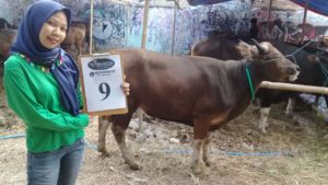 SAPI QURBAN 2018 Kandang R No Sapi : 9