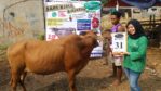 SAPI QURBAN 2018 Kandang M No Sapi : 31