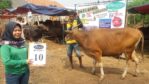 SAPI QURBAN 2018 No Sapi : 10W Kandang 4M