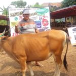 SAPI QURBAN 2018 No Sapi : 11W Kandang 4M