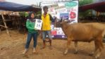 SAPI QURBAN 2018 No Sapi : 15W Kandang 4M