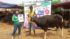 SAPI QURBAN 2018 No Sapi : 16W Kandang 4M