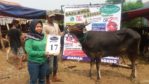 SAPI QURBAN 2021 No Sapi : 17W Kandang 4M