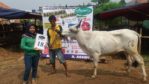 SAPI QURBAN 2018 No Sapi : 18W Kandang4