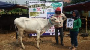 SAPI QURBAN 2018 No Sapi : 19W Kandang4