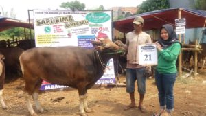 SAPI QURBAN 2018 No Sapi : 21W Kandang4