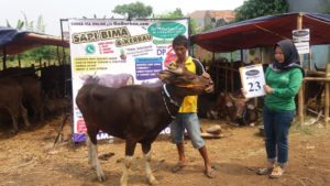 SAPI QURBAN 2018 No Sapi : 23W Kandang4