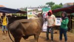 SAPI QURBAN 2018 No Sapi : 25W Kandang4