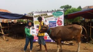 SAPI QURBAN 2021 No Sapi : 26W Kandang2