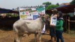 SAPI QURBAN 2018 No Sapi : 27W Kandang4