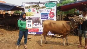 SAPI QURBAN 2018 No Sapi : 28W Kandang4