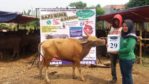 SAPI QURBAN 2018 No Sapi : 29W Kandang4