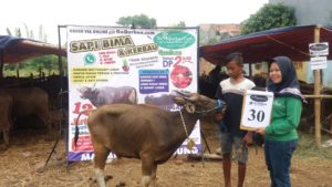 SAPI QURBAN 2018 No Sapi : 30W Kandang4