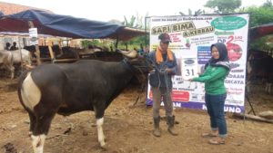 SAPI QURBAN 2018 No Sapi : 31W Kandang1