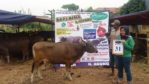 SAPI QURBAN 2021 No Sapi : 31W Kandang4