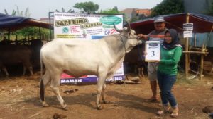 SAPI QURBAN 2018 No Sapi : 3W Kandang 4M