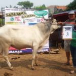 SAPI QURBAN 2018 No Sapi : 3W Kandang 4M