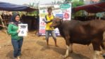 SAPI QURBAN 2018 No Sapi : 6W Kandang 4M