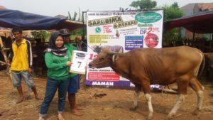 SAPI QURBAN 2018 No Sapi : 7W Kandang 4M