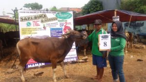 SAPI QURBAN 2018 No Sapi : 8W Kandang 4M