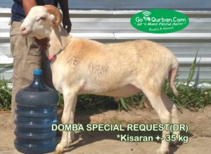 Domba By Request 35 Kg>