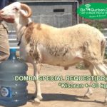 Domba By Request 45 Kg>