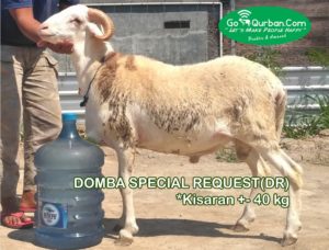 Domba By Request 40 Kg>