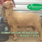 Domba By Request 45 Kg>