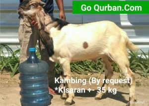 Kambing By Request 35 Kg>