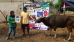 SAPI QURBAN 2018 Kandang M No Sapi : 39