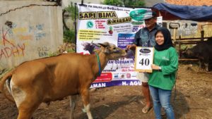 SAPI QURBAN 2018 Kandang M No Sapi : 40