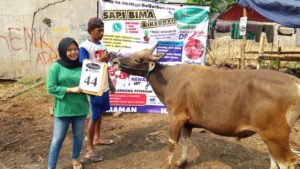 SAPI QURBAN 2018 Kandang M No Sapi : 44