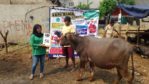 SAPI QURBAN 2018 Kandang M No Sapi : 50