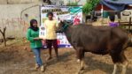 SAPI QURBAN 2018 Kandang M No Sapi : 51