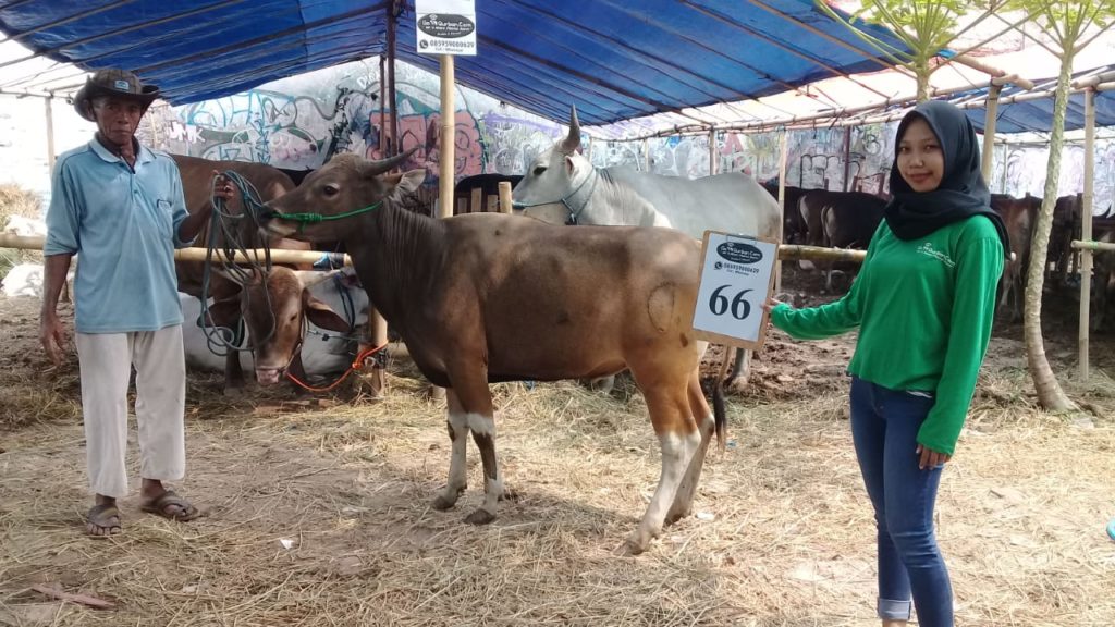 SAPI QURBAN 2018 Kandang R No Sapi : 66 - Kambing Qurban ...